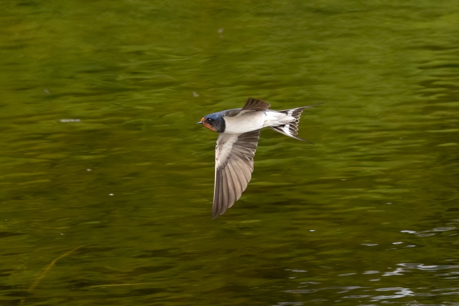 Swallow, 1/2000 sec, f/7.1, 500 mm, ISO 3200