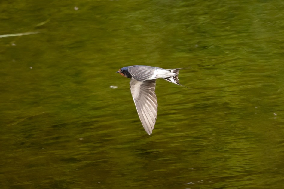 Swallow, 1/2000 sec, f/7.1, 500 mm, ISO 5000