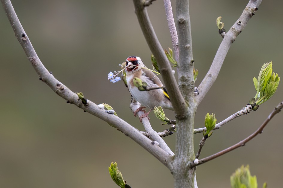 Goldfinch, 1/640 sec, f/7.1, 500 mm, ISO 1600