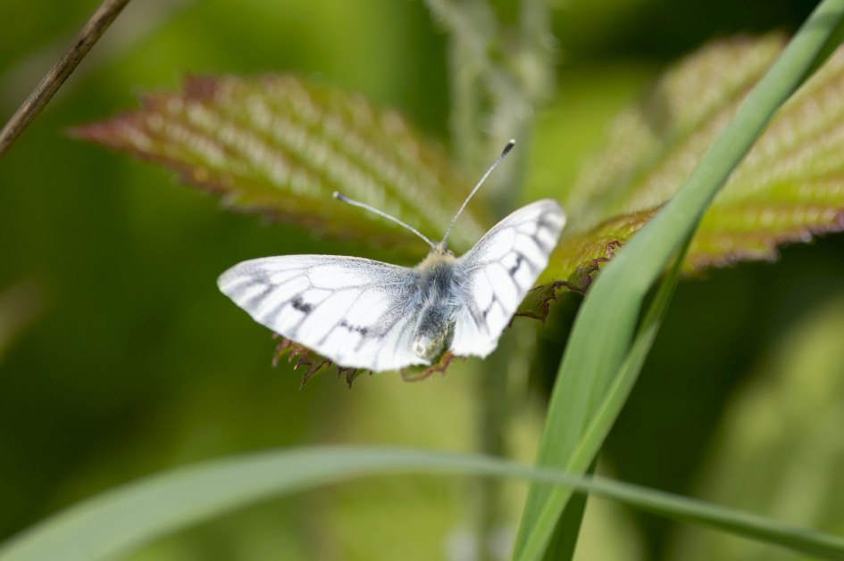 Green-veined White-, 1/500 sec, f/7.1, 500 mm, ISO 125