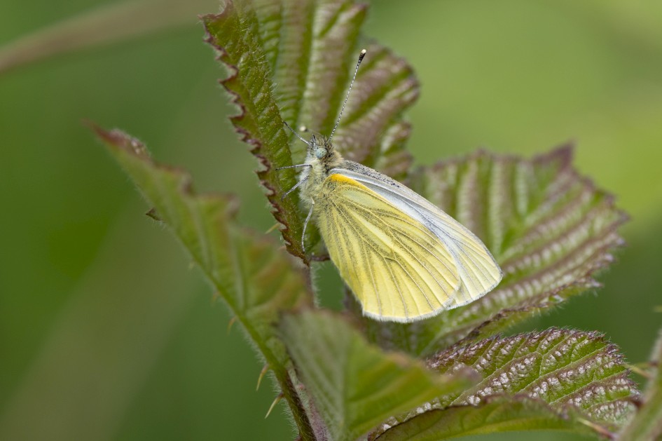 Green-veined White, 1/640 sec, f/7.1, 500 mm, ISO 200