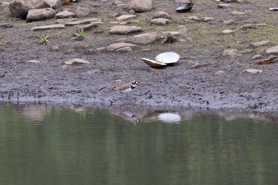 Little Ringed Plover-, 1/640 sec, f/7.1, 500 mm, ISO 800