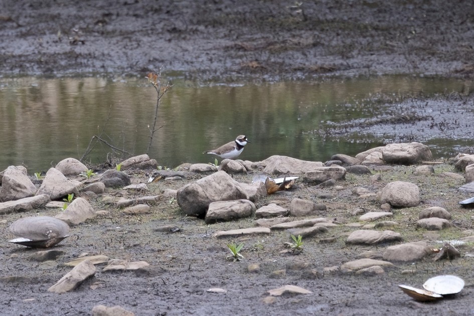 Little Ringed Plover, 1/640 sec, f/7.1, 500 mm, ISO 800