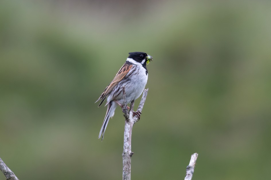 Reed Bunting-, 1/500 sec, f/7.1, 500 mm, ISO 1250