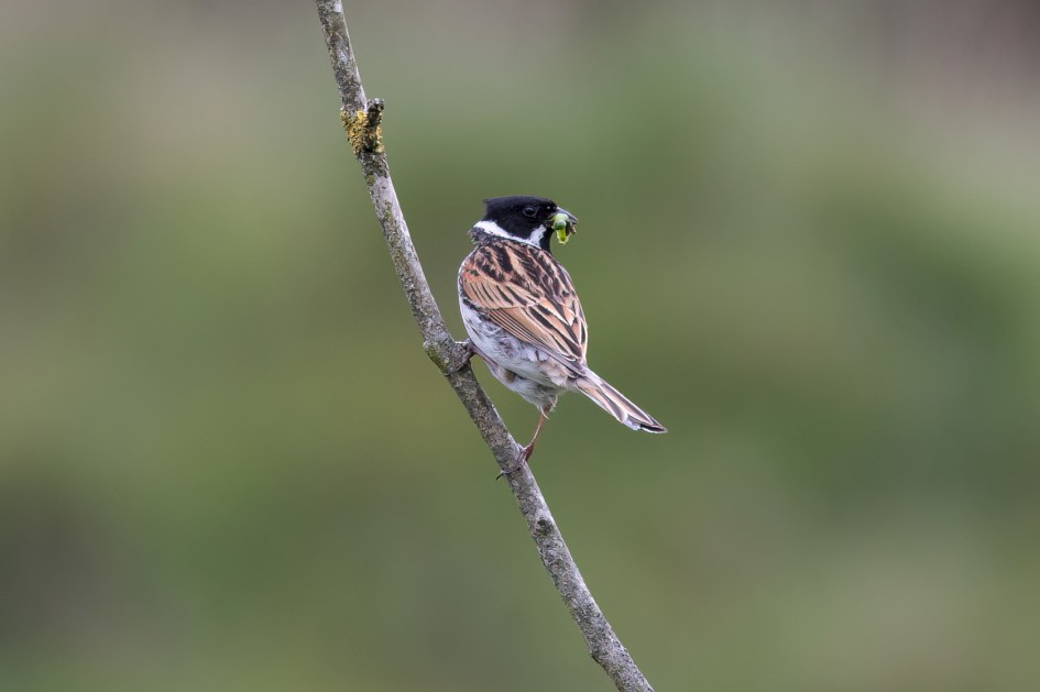 Reed Bunting, 1/500 sec, f/7.1, 500 mm, ISO 1250