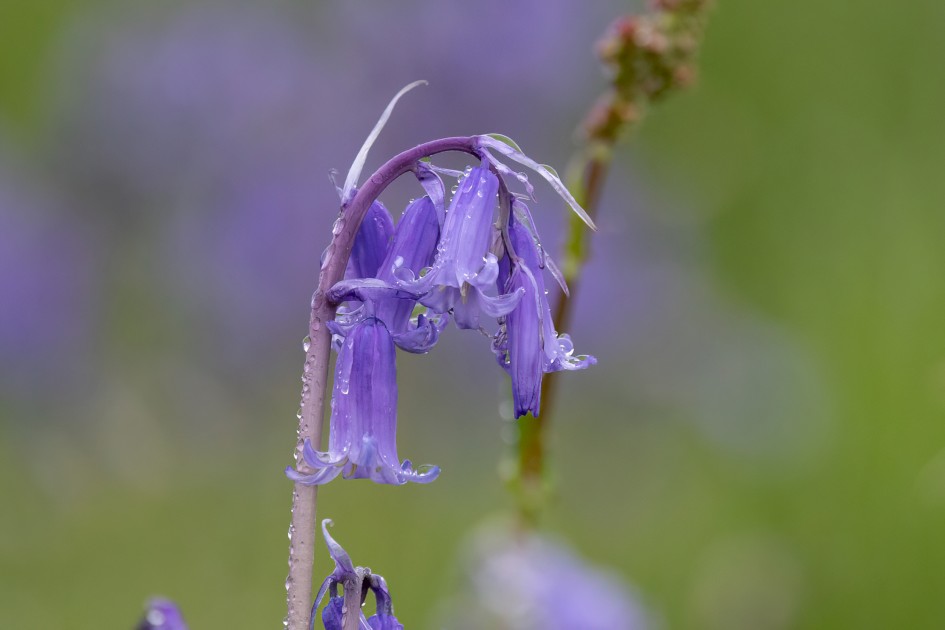 Bluebells, 1/500 sec, f/7.1, 500 mm, ISO 1600