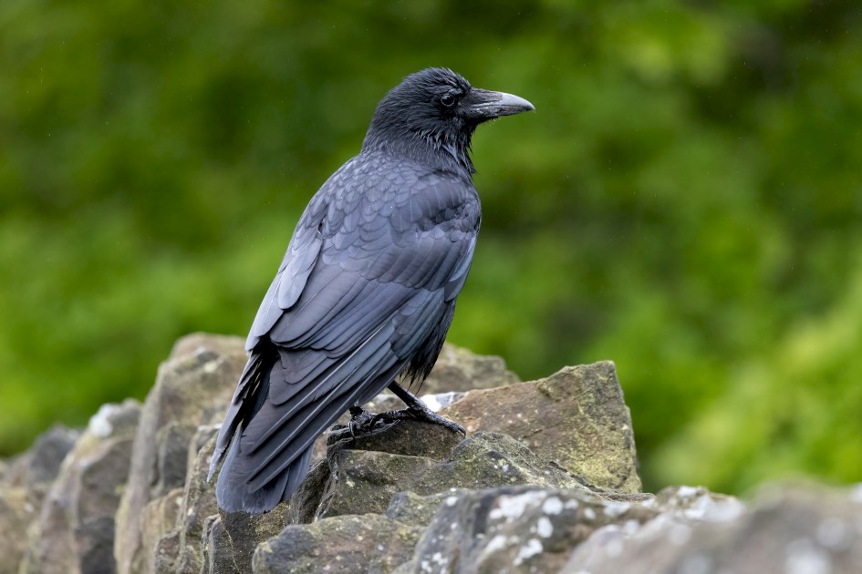 Carrion Crow, 1/640 sec, f/7.1, 500 mm, ISO 10000