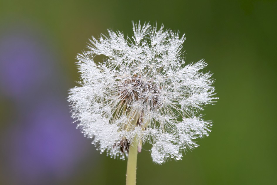 Dandelion Clock, 1/500 sec, f/7.1, 500 mm, ISO 1600