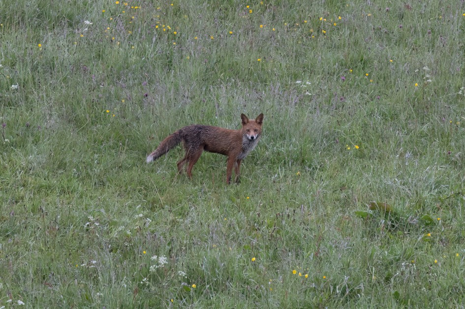 Fox, 1/500 sec, f/7.1, 500 mm, ISO 2000