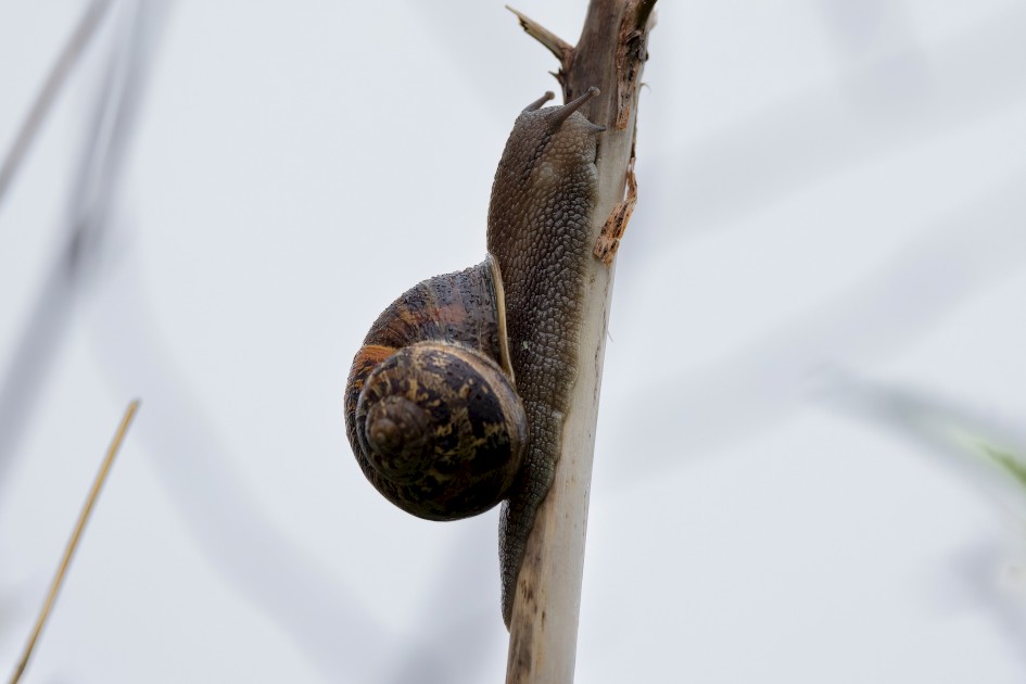 Garden Snail, 1/500 sec, f/7.1, 500 mm, ISO 2500
