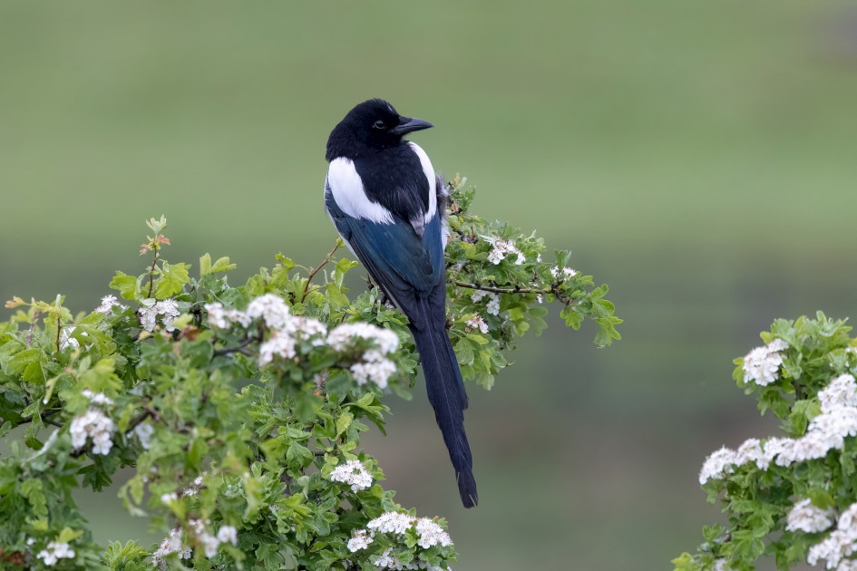 Magpie, 1/640 sec, f/7.1, 500 mm, ISO 2500