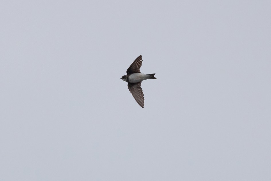 Sand Martin-, 1/2500 sec, f/7.1, 500 mm, ISO 1250