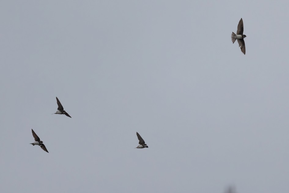 Sand Martins , 1/2500 sec, f/7.1, 500 mm, ISO 2000