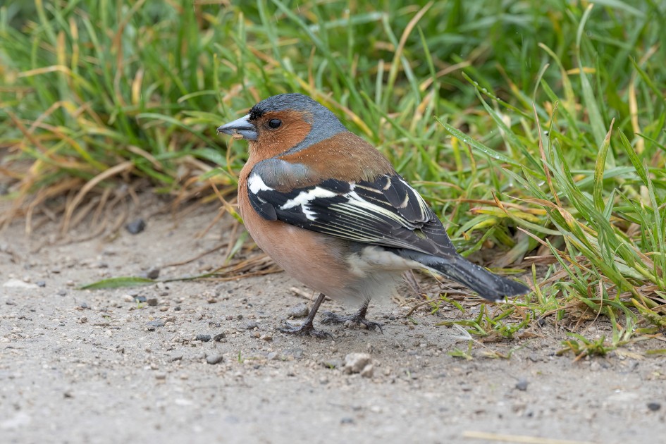 Chaffinch, 1/500 sec, f/7.1, 500 mm, ISO 1000