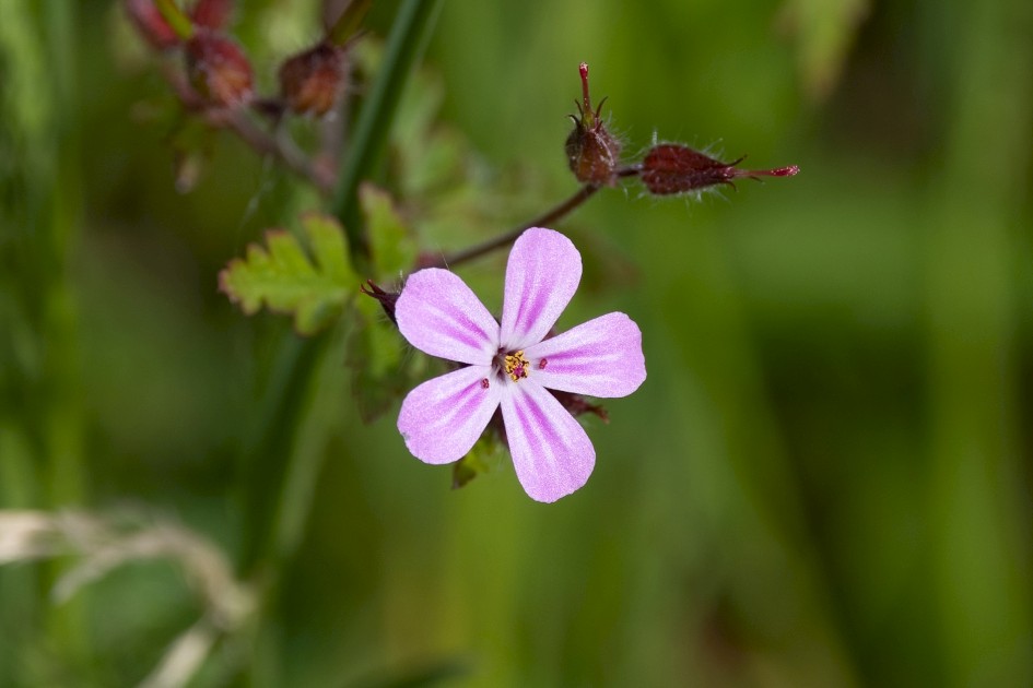 Herb Robert, 1/640 sec, f/7.1, 500 mm, ISO 160