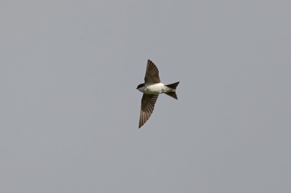 House Martin, 1/2500 sec, f/7.1, 500 mm, ISO 400