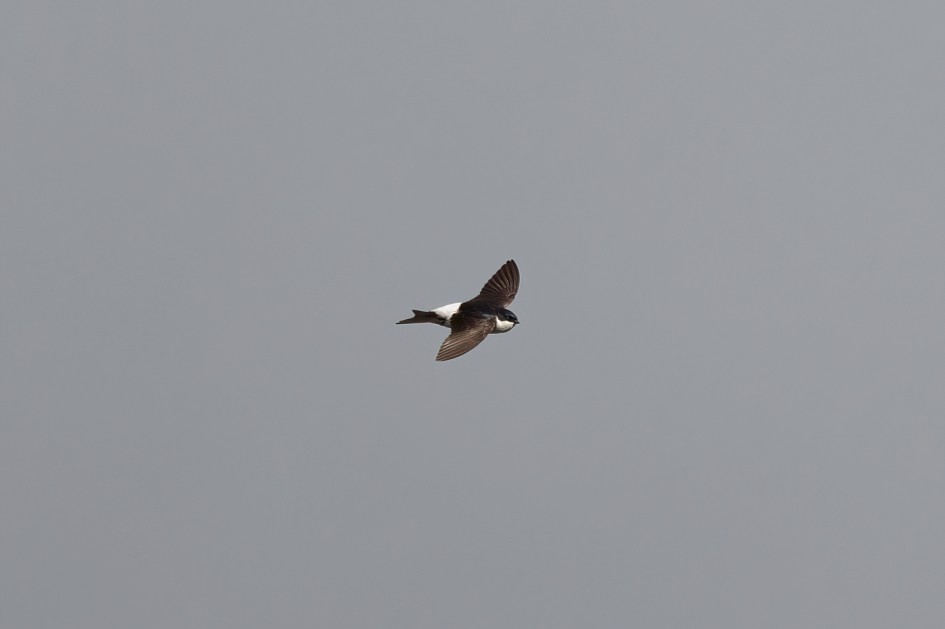 House Martin , 1/2000 sec, f/7.1, 500 mm, ISO 500