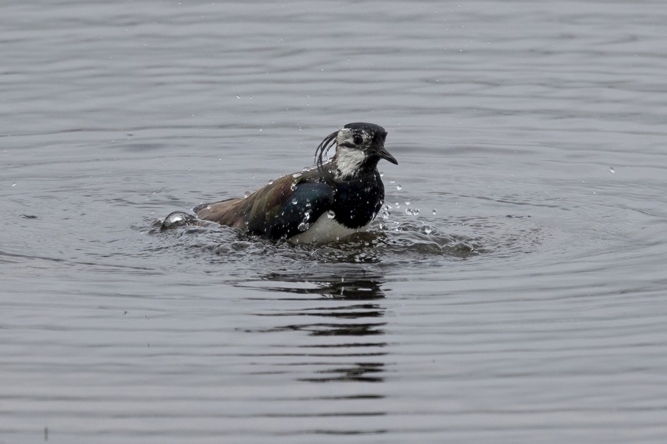 Lapwing, 1/500 sec, f/7.1, 500 mm, ISO 320