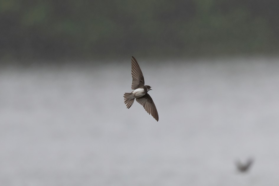 Sand Martin-, 1/2500 sec, f/7.1, 500 mm, ISO 2000