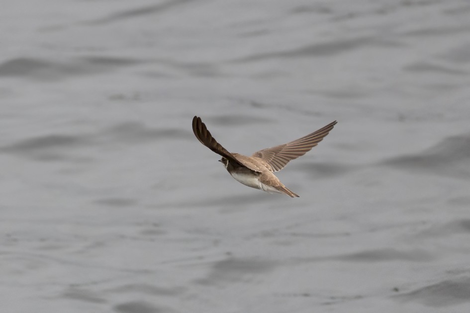 Sand Martin , 1/2500 sec, f/7.1, 500 mm, ISO 2500