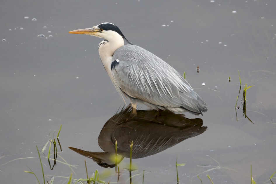 Grey Heron, 1/640 sec, f/7.1, 451 mm, ISO 2500