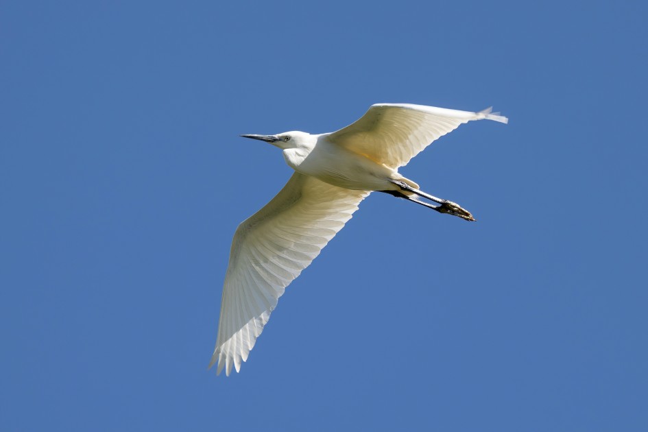 Little Egret, 1/500 sec, f/7.1, 500 mm, ISO 125