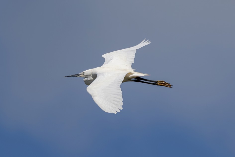 Little Egret , 1/640 sec, f/7.1, 500 mm, ISO 100
