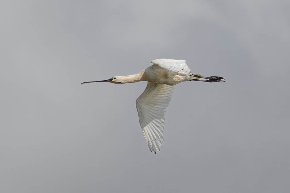 Spoonbill , 1/1250 sec, f/7.1, 500 mm, ISO 100