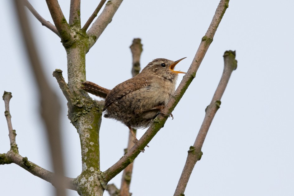 Wren, 1/640 sec, f/7.1, 500 mm, ISO 640