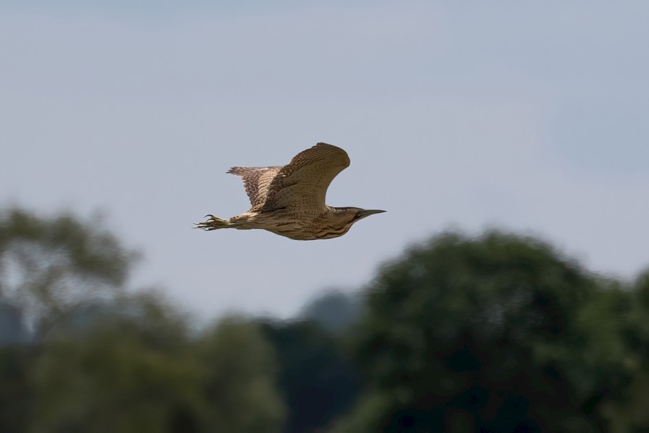 Bittern, 1/800 sec, f/7.1, 500 mm, ISO 100