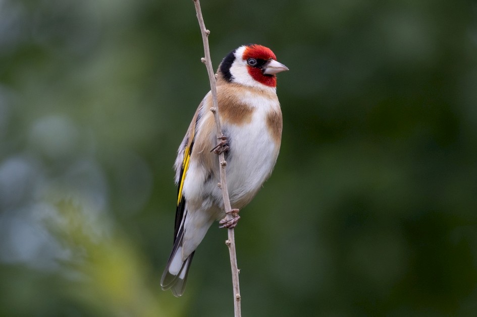 Goldfinch , 1/640 sec, f/7.1, 500 mm, ISO 640