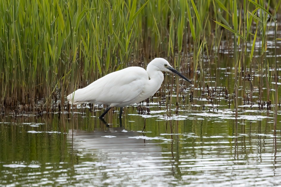 Little Egret, 1/640 sec, f/7.1, 500 mm, ISO 400