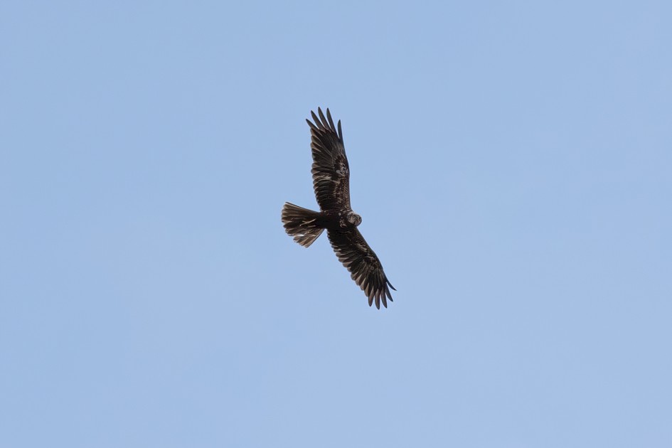 Marsh Harrier , 1/500 sec, f/7.1, 500 mm, ISO 125