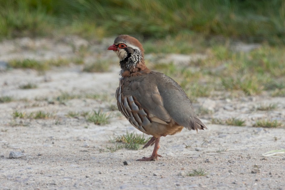 Red-legged Partridge, 1/640 sec, f/7.1, 500 mm, ISO 640