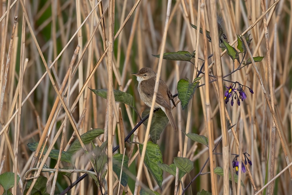 Reed Warbler, 1/500 sec, f/7.1, 500 mm, ISO 320