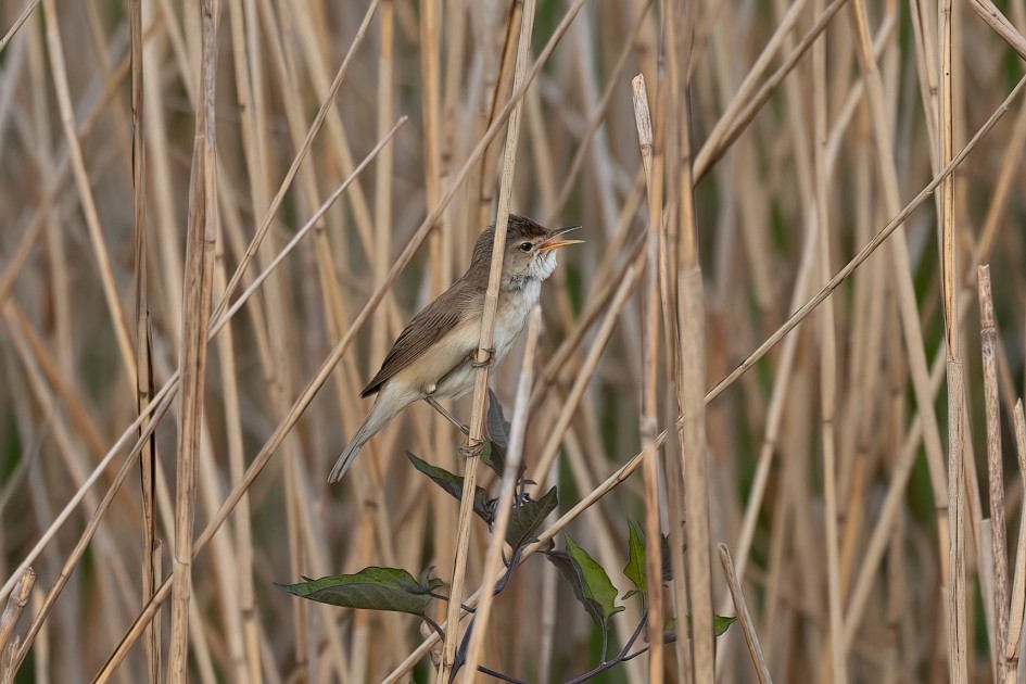 Reed Warbler , 1/500 sec, f/7.1, 500 mm, ISO 400