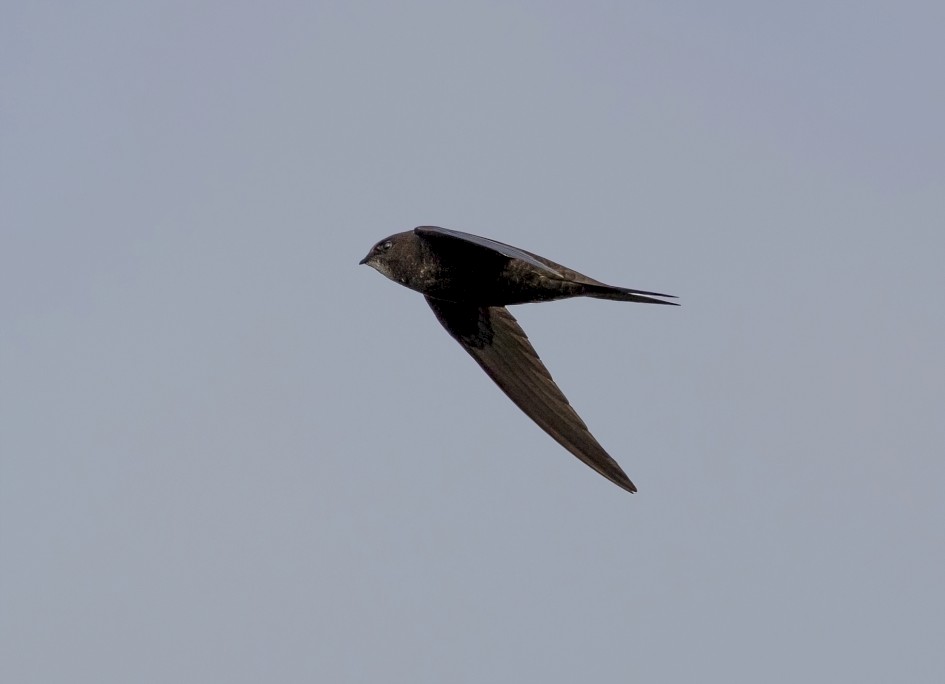 Swift, 1/2500 sec, f/7.1, 500 mm, ISO 500