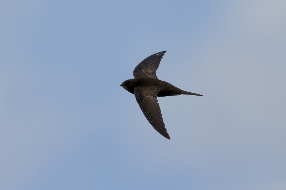 Swift , 1/2500 sec, f/7.1, 500 mm, ISO 500