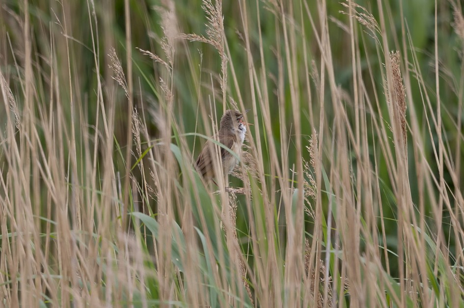 Great Reed Warbler , 1/500 sec, f/7.1, 500 mm, ISO 250