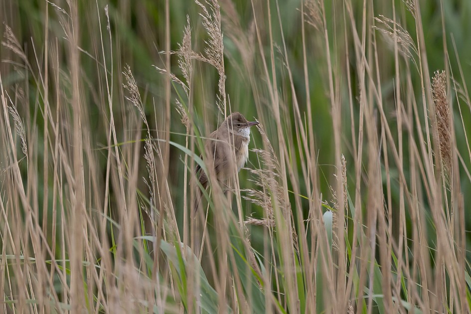 Great Reed Warbler , 1/500 sec, f/7.1, 500 mm, ISO 250