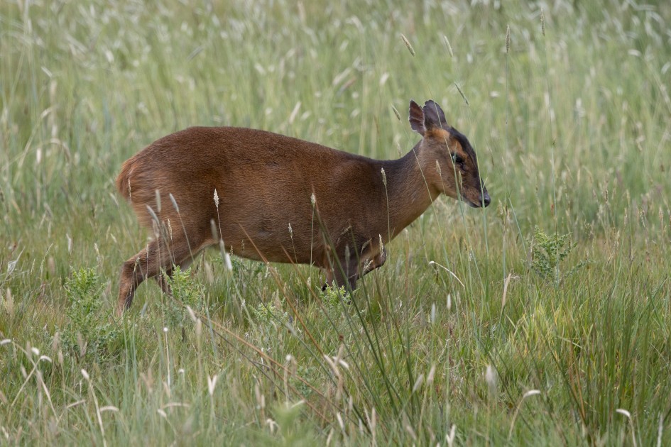 Muntjac, 1/500 sec, f/7.1, 500 mm, ISO 320