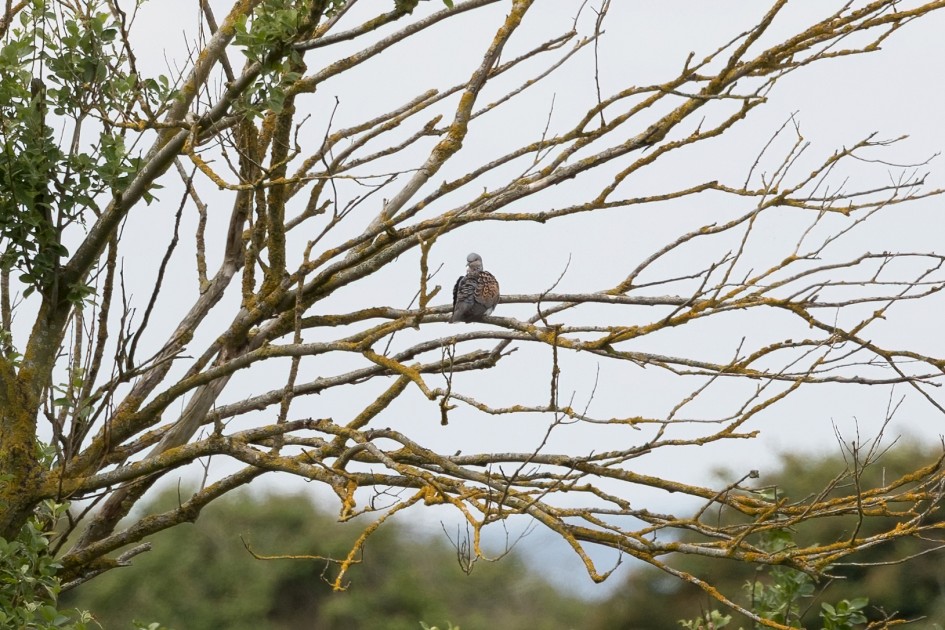 Turtle Dove, 1/500 sec, f/7.1, 500 mm, ISO 320