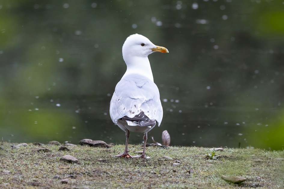 Herring Gull, 1/500 sec, f/7.1, 500 mm, ISO 640