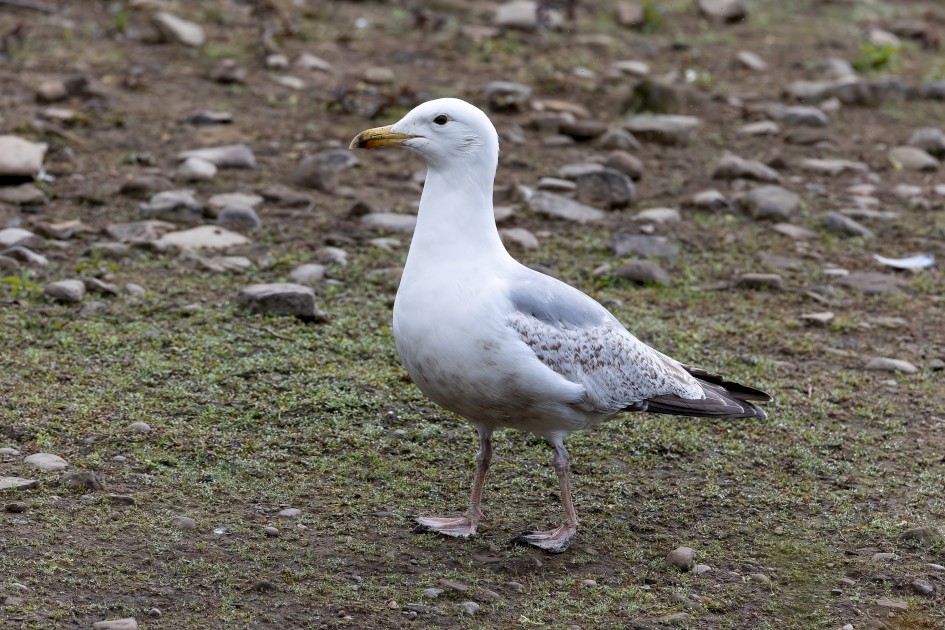 Herring Gull , 1/500 sec, f/7.1, 400 mm, ISO 500