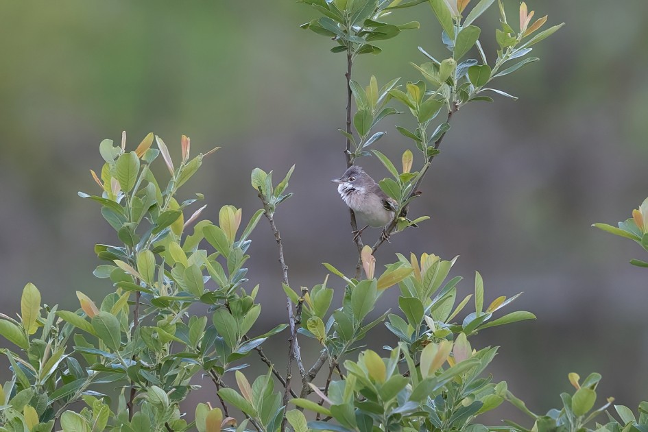 Whitethroat, 1/640 sec, f/7.1, 500 mm, ISO 1250