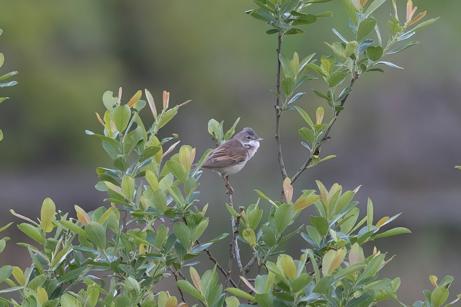 Whitethroat , 1/500 sec, f/7.1, 500 mm, ISO 1000