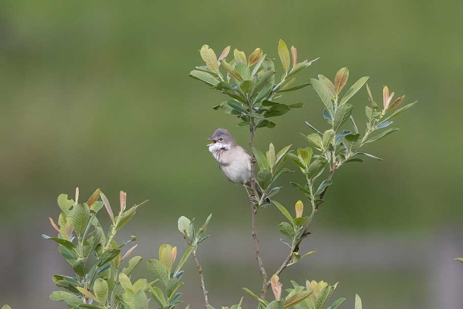 Whitethroat , 1/640 sec, f/7.1, 500 mm, ISO 800
