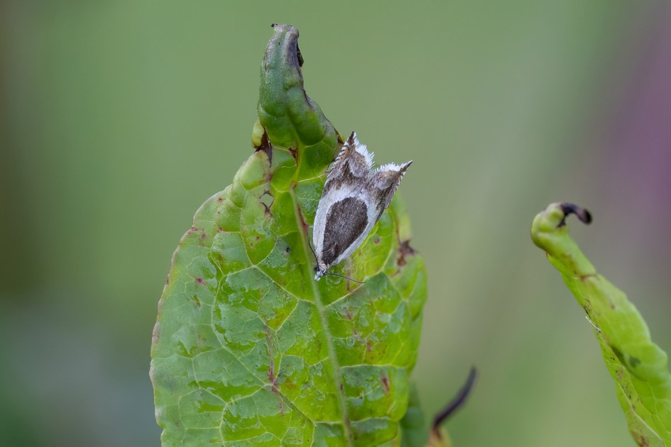 Ancylis Badiana, 1/500 sec, f/7.1, 500 mm, ISO 1250