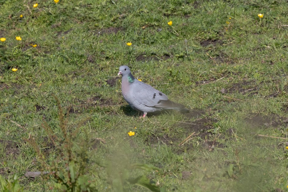Stock Dove , 1/2500 sec, f/7.1, 500 mm, ISO 1000