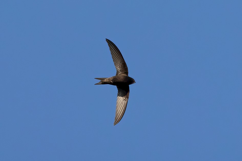 Swift, 1/2500 sec, f/7.1, 500 mm, ISO 1000